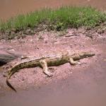 Alligator