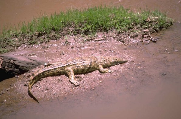 Alligator