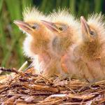American Bittern chicks uid 1024787