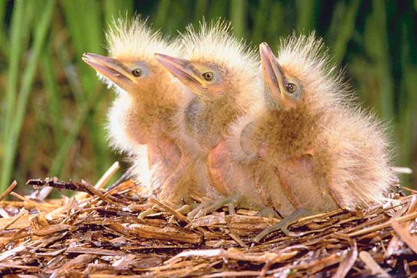 American Bittern chicks uid 1024787