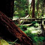 American Wilderness 100