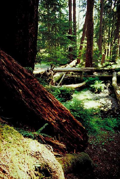 American Wilderness 100