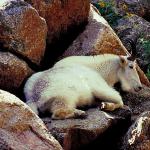 American Wilderness 102