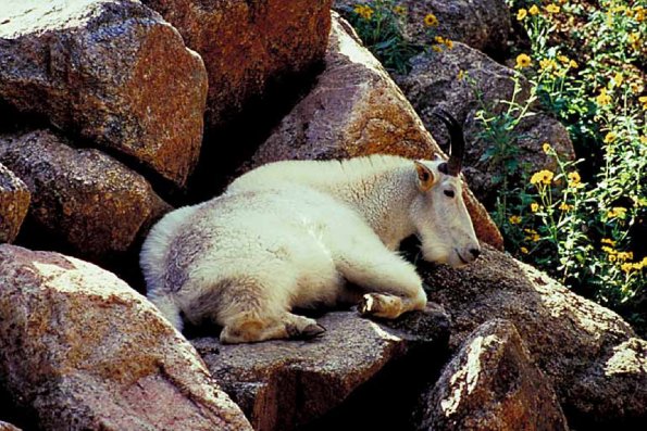 American Wilderness 102