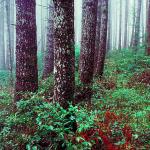American Wilderness 114