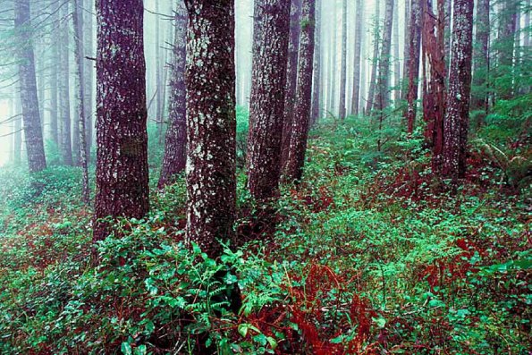 American Wilderness 114