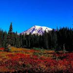 American Wilderness 124