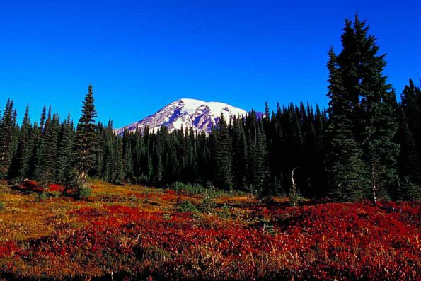 American Wilderness 124