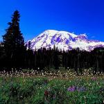 American Wilderness 130