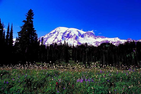 American Wilderness 130