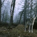 Animal Kingdom uid 1187956