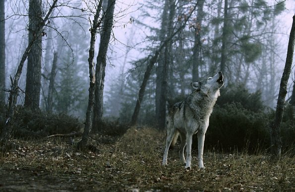Animal Kingdom uid 1187956