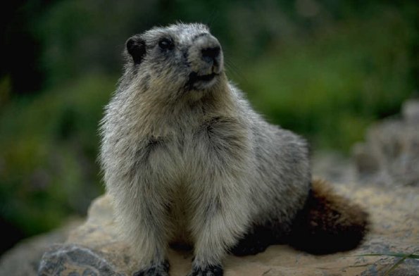 Animals 0270