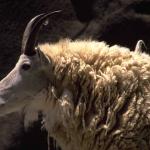 Animals 0302
