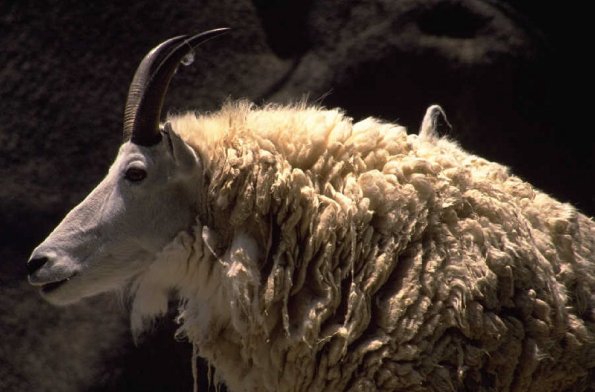 Animals 0302