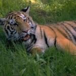 Animals 0325