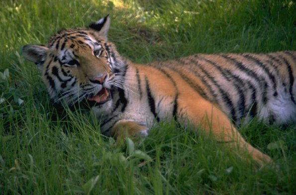 Animals 0325