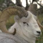 Animals 0382