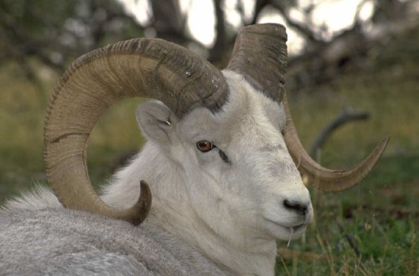 Animals 0382