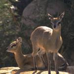 Animals 0394