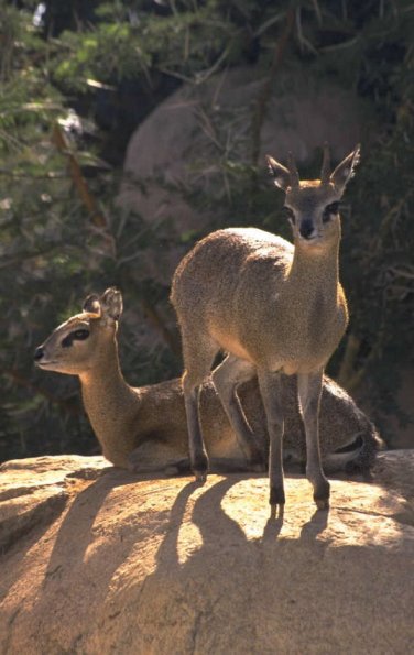 Animals 0394