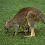 Animals 0395