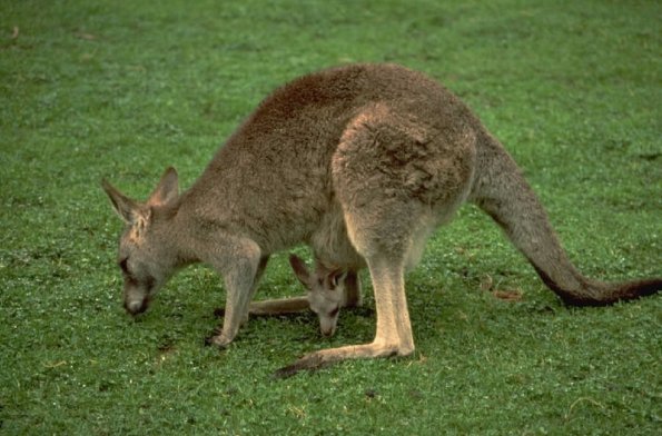 Animals 0395