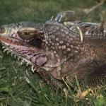 Animals 0400