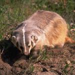 Animals 0421