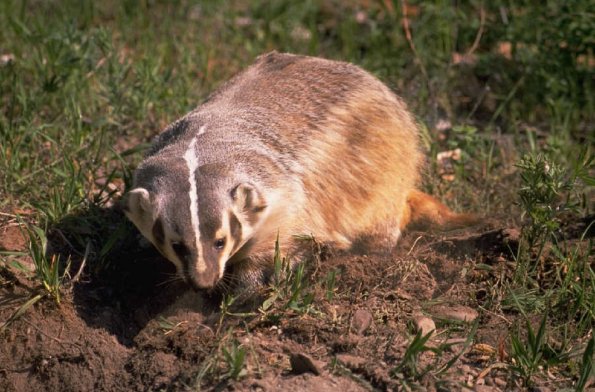 Animals 0421
