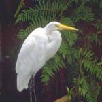 Animals 0424