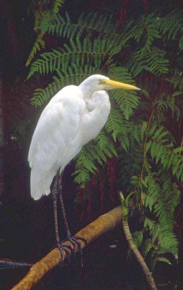 Animals 0424