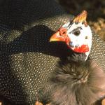 Animals 0427