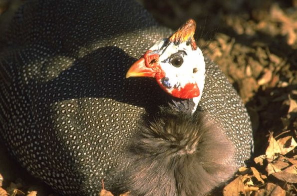 Animals 0427