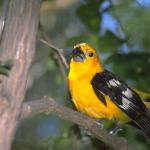 Animals 0432