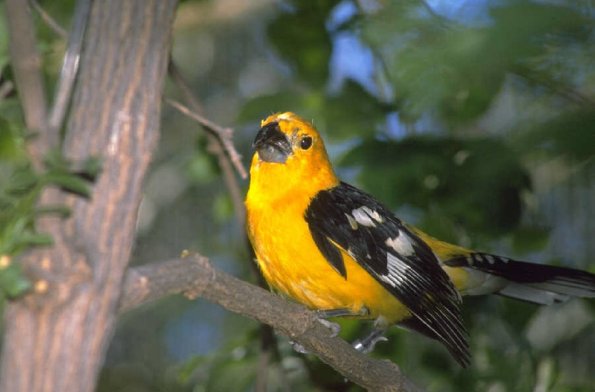 Animals 0432
