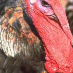 Animals 0434