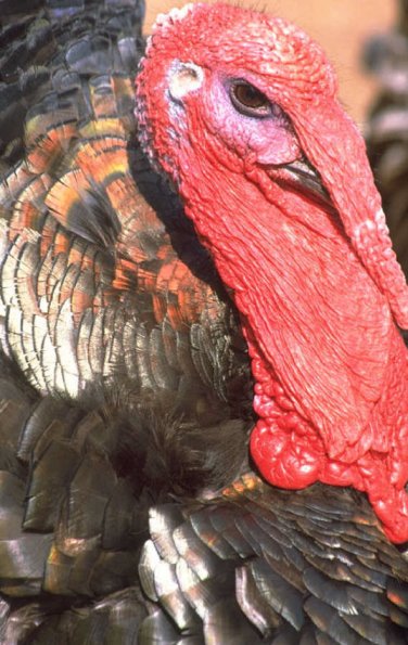 Animals 0434