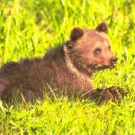 Animals 0441
