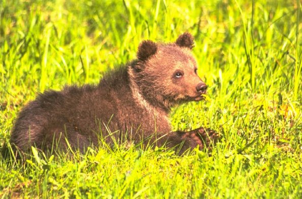 Animals 0441