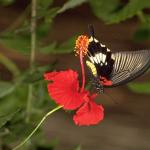 Animals 0452