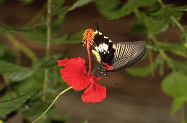 Animals 0452