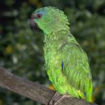 Animals 0475