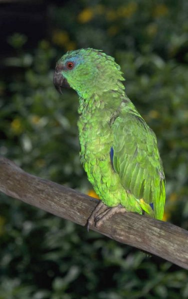 Animals 0475
