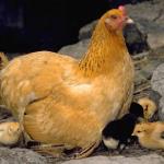 Animals 0481