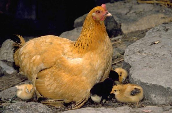 Animals 0481