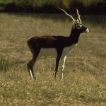 Animals 0499
