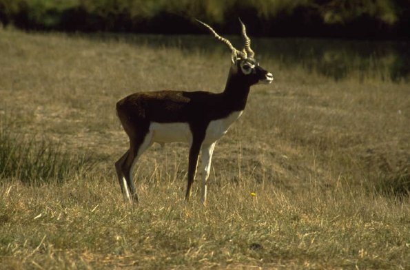 Animals 0499