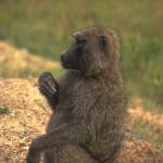 Animals 0508
