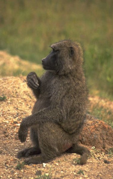 Animals 0508
